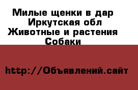 Милые щенки в дар - Иркутская обл. Животные и растения » Собаки   